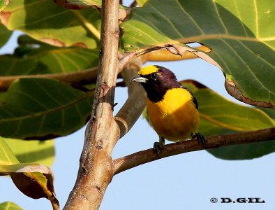 TANGARÁ GARGANTA VIOLACEA (Euphonia chlorotica) - (Macho) Reserva Imbassaí-Bahía-BRASIL (Abril 2012)