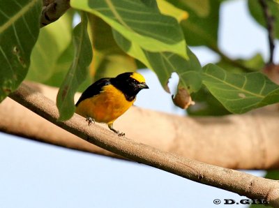 TANGARÁ GARGANTA VIOLACEA (Euphonia chlorotica) - (Macho) Reserva Imbassaí-Bahía-BRASIL (Abril 2012)