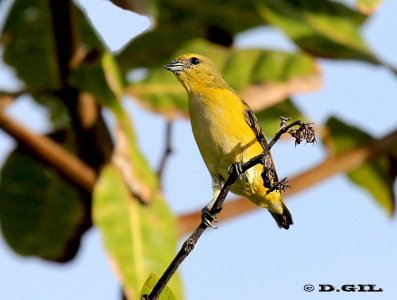 TANGARÁ GARGANTA VIOLACEA (Euphonia chlorotica) - (Hembra) Reserva Imbassaí-Bahía-BRASIL (Abril 2012)