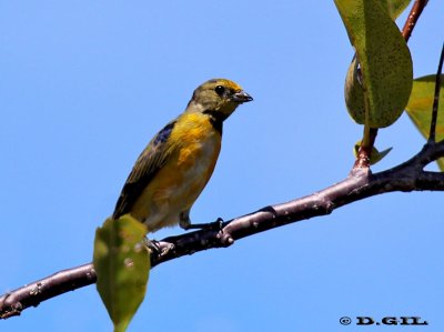 TANGARÁ GARGANTA VIOLACEA (Euphonia chlorotica) - (Macho juvenil) Praia do Forte-Bahía-BRASIL (Abril 2012)