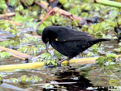 ALFÉREZ (Agelasticus thilius) - (Macho) Laguna Del Diario-MALDONADO (Mayo 2012)