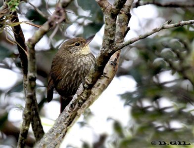 TITIRÍ (Syndactyla rufosuperciliata) - Esteros de Farrapos-RÍO NEGRO (Abril 2012)