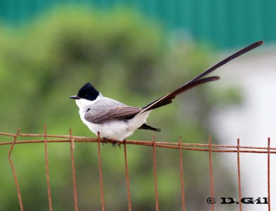 TIJERETA (Tyrannus savana) - Faro de Punta Carretas-MONTEVIDEO (Octubre 2011)