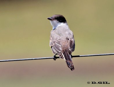 TIJERETA (Tyrannus savana) - (Juvenil) El Colorado-CANELONES (Enero 2012)