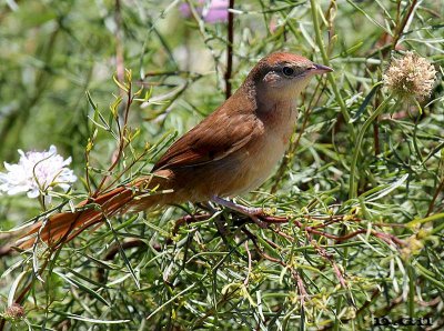 TIOTÍO COMÚN (Phacellodomus striaticollis) - Colonia Nicolich-CANELONES (Diciembre 2011)