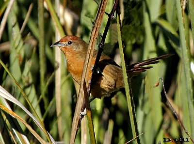 TIOTÍO OJO ROJO (Phacellodomus ferrugineigula) - Cuchilla de Laureles - TACUAREMBO (Mayo 2014)