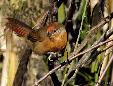 TIOTÍO OJO ROJO (Phacellodomus ferrugineigula) - Cuchilla de Laureles - TACUAREMBO (Mayo 2014)