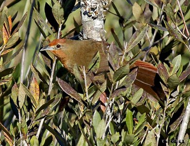 TIOTÍO OJO ROJO (Phacellodomus ferrugineigula) - Cuchilla de Laureles - TACUAREMBO (Mayo 2014)