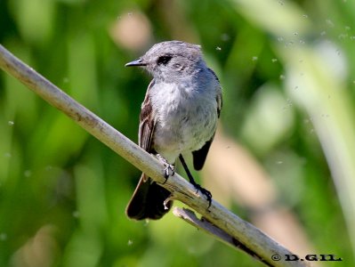 TIQUITIQUI OSCURO (Serpophaga nigricans) - Bañado De Los Indios-ROCHA (Enero 2012)