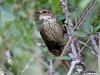 TITIRÍ (Syndactyla rufosuperciliata) - Monte en Arroyo Los Chanchos-SALTO (Febrero 2012)    