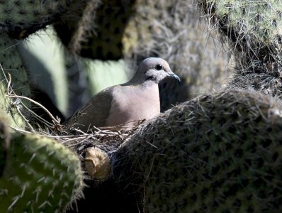 TORCAZA (Zenaida auriculata) - (Nido en cactus) Jardin Botánico- MONTEVIDEO (Agosto 2011)