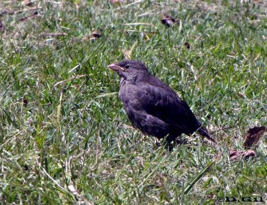TORDO COMÚN (Molothrus bonariensis) - (Pichon)  Jardin Botánico-MONTEVIDEO (Octubre 2009)