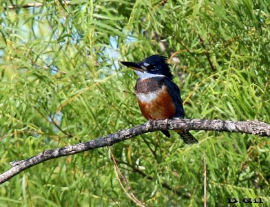 MARTÍN PESCADOR GRANDE (Megaceryle torquata) - (Hembra) Arroyo Mauricio-SAN JOSE (Enero 2011)