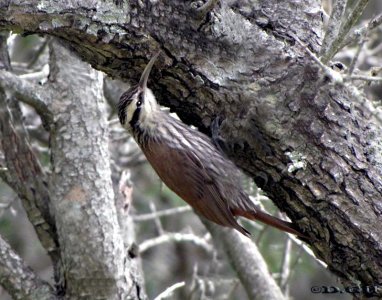 TREPADOR CHICO (Lepidocolaptes angustirostris) - Parque Rivera-MONTEVIDEO (Octubre 2009)