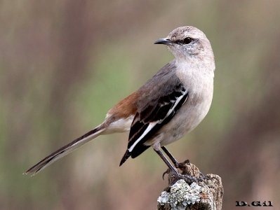 CALANDRIA TRES COLAS (Mimus triurus) - Paso Mauricio-SAN JOSE (Julio 2013)