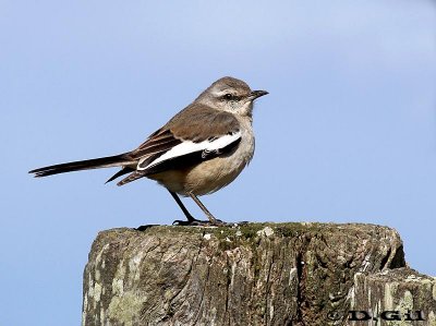 CALANDRIA TRES COLAS (Mimus triurus) - Campo en Ruta 1-SAN JOSE (Agosto 2011)