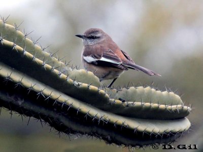 CALANDRIA TRES COLAS (Mimus triurus) - Laguna del Diario - MALDONADO (Agosto 2011)