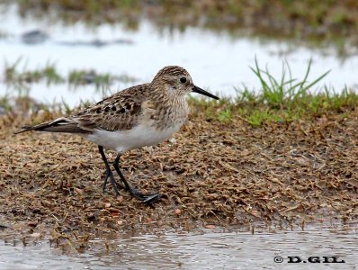 PLAYERITO UNICOLOR (Calidris bairdii) - Faro de Punta Carretas-MONTEVIDEO (Agosto 2012)