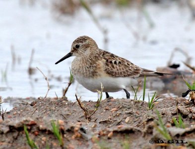 PLAYERITO UNICOLOR (Calidris bairdii) - Faro de Punta Carretas-MONTEVIDEO (Agosto 2012)