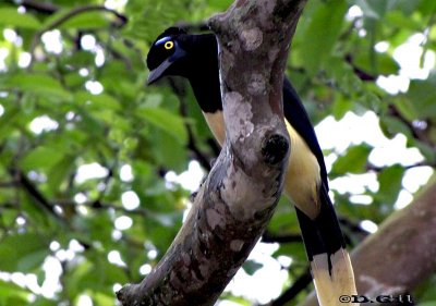 URRACA COMÚN (Cyanocorax chrysops) - Iguazú-ARGENTINA (Octubre 2010)