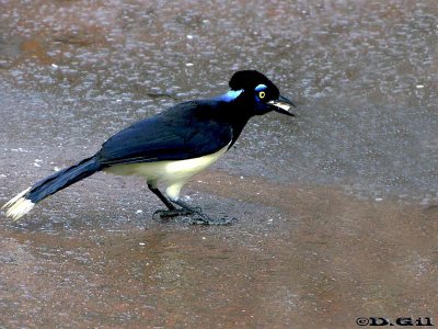 URRACA COMÚN (Cyanocorax chrysops) - Iguazú-BRASIL (Octubre 2010)