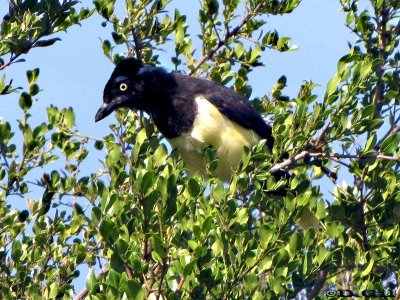 URRACA COMÚN (Cyanocorax chrysops) - Monte sobre Aº Tres Cruces-ARTIGAS (Febrero 2009)