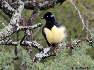 URRACA COMÚN (Cyanocorax chrysops) - Esteros de Farrapos-RÍO NEGRO (Abril 2012)