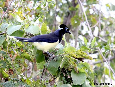 URRACA COMÚN (Cyanocorax chrysops) - Esteros de Farrapos-RÍO NEGRO (Abril 2012)
