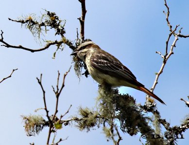 TUQUITO RAYADO (Empidonomus varius) - Paso Centurión-CERRO LARGO (Noviembre 2011)