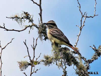 TUQUITO RAYADO (Empidonomus varius) - Paso Centurión-CERRO LARGO (Noviembre 2011)