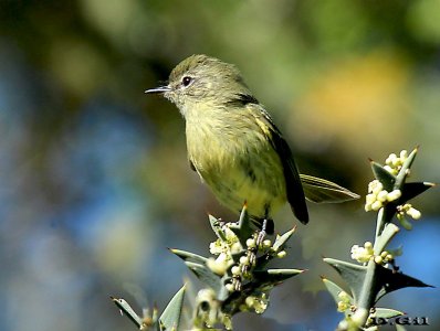 LIGERITO (Phylloscartes ventralis) - Paso Centurión-CERRO LARGO (Noviembre 2011)