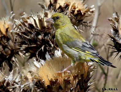 VERDERÓN (Chloris chloris) - (Macho) Rinc&oacute;n de Melilla-MONTEVIDEO (Marzo 2013)