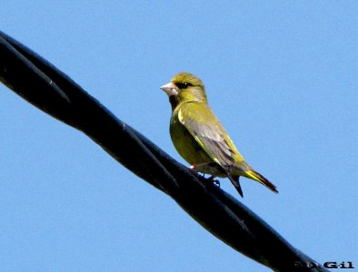 VERDERÓN (Chloris chloris) - (Macho) Campo en Progreso- CANELONES (Diciembre 2010)