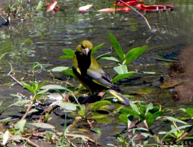 VERDERÓN (Chloris chloris) - Jardin Bot&aacute;nico-MONTEVIDEO (Noviembre 2009)