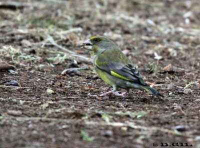 VERDERÓN (Chloris chloris) - (Hembra) Jardin Bot&aacute;nico-MONTEVIDEO (Noviembre 2011)