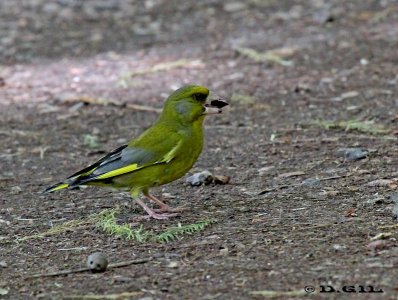 VERDERÓN (Chloris chloris) - (Macho) Jardin Bot&aacute;nico-MONTEVIDEO (Noviembre 2011)