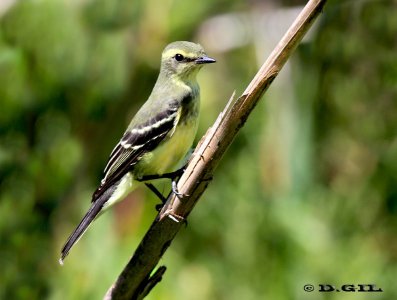 VINCHERO (Satrapa icterophrys) - (Inmaduro) Bañado De Los Indios-ROCHA (Enero 2012)