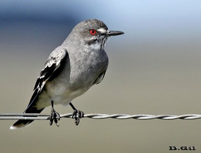 VIUDITA GRIS (Nengetus cinereus) - Campo en Arerunguá - SALTO (Mayo 2014)