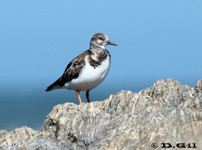 VUELVEPIEDRAS (Arenaria interpres) - Jose Ignacio-MALDONADO (Octubre 2011)