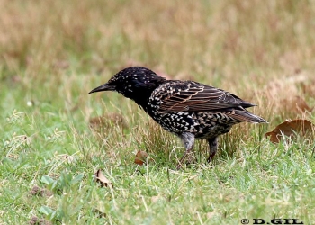 ESTORNINO PINTO (Sturnus vulgaris) - (Plumaje intermedio) Parque Rodó-MONTEVIDEO (Febrero 2012)