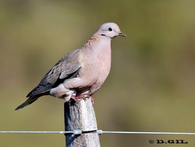 TORCAZA (Zenaida auriculata) - (Macho)  Campo en Minas-LAVALLEJA (Setiembre 2011)