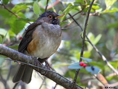 ZORZAL COLLAR BLANCO (Turdus albicollis) - Parque Salus-Minas-LAVALLEJA (Setiembre 2012)