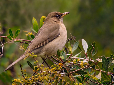 SABIA COMÚN (Turdus amaurochalinus) - Rincòn de Vignoli - FLORIDA (Abril 2011)
