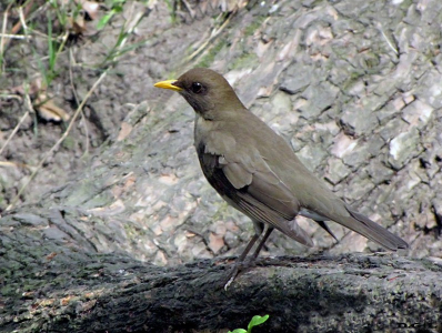 SABIA COMÚN (Turdus amaurochalinus) - Parque Rivera-MONTEVIDEO (Setiembre 2010)