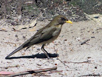SABIA COMÚN (Turdus amaurochalinus) - Parque Lecocq-MONTEVIDEO (Octubre 2009)