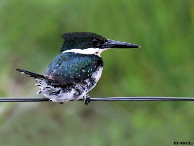 MARTÍN PESCADOR CHICO (Chloroceryle americana) - Cañada en Sierra de Ríos-CERRO LARGO (Noviembre 2011)