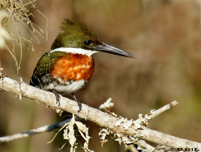 MARTÍN PESCADOR CHICO (Chloroceryle americana) - (Macho) Río Yi-DURAZNO (Abril 2012)