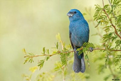 AZULITO (Cyanoloxia glaucocaerulea) - Las Brujas - CANELONES (Junio 2025)