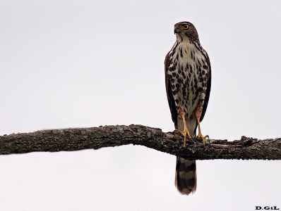 GAVILÁN BICOLOR (Accipiter bicolor) - (Juvenil) Paso Centurión-CERRO LARGO (Noviembre 2011)