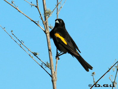 BOYERO ALA AMARILLA (Cacicus chrysopterus) - Paso Centurión-CERRO LARGO (Noviembre 2011)